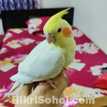 ফিমেল টেম এডাল্ট ককাটেইল পাখি বিক্রি হবে